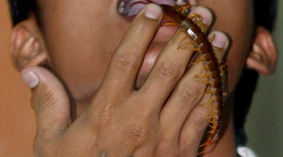 Muere por comer insectos venenosos